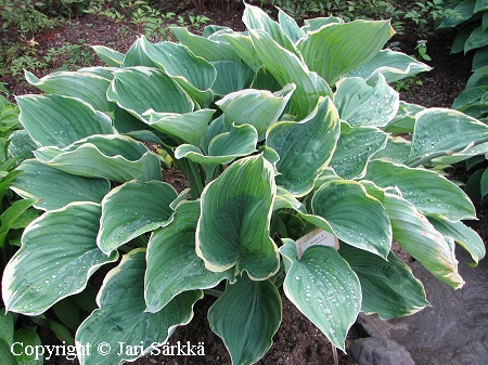 Hosta fluctuans 'Sagae', jttikuunlilja.jpg